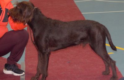 Pudelpointer