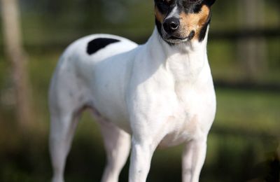 Ratonero Bodeguero Andaluz