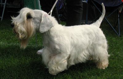 Sealyham Terrier