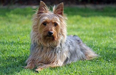 Silky Terrier