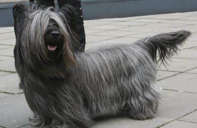 Skye Terrier