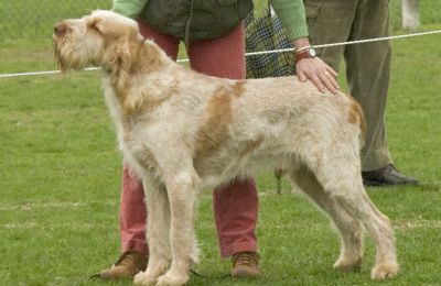 Spinone