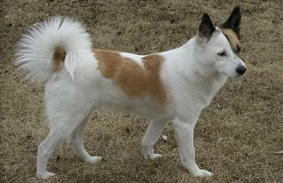 Spitz de Norrbotten