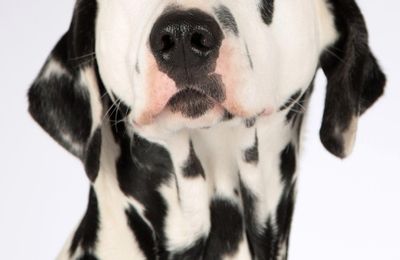 Dalmatien