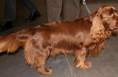 Sussex Spaniel