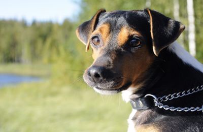 Terrier Brésilien