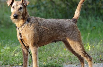 Terrier Irlandais
