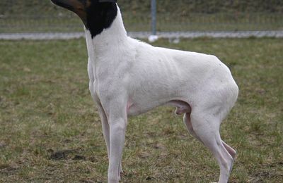 Terrier Japonais