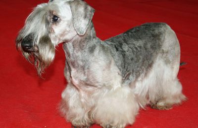Terrier Tchèque