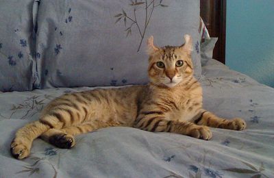 Highland Lynx