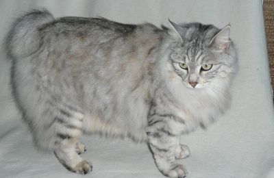 Kurilian Bobtail