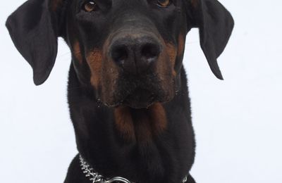 Dobermann