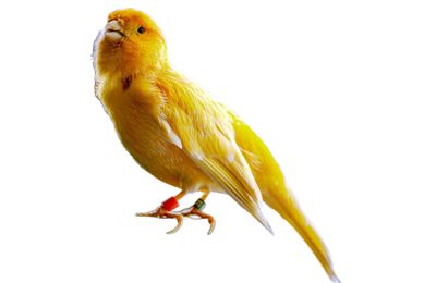 Canari