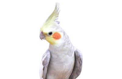 Calopsitte élégante
