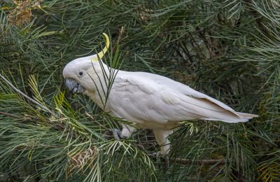Cacatoès