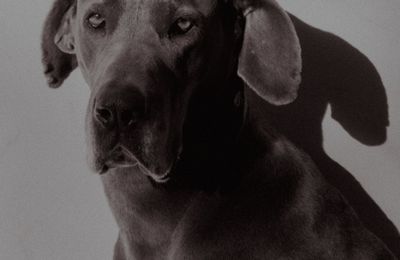 Dogue Allemand - Danois