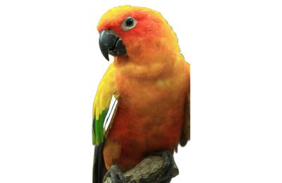 Conure