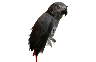 Gris du Gabon