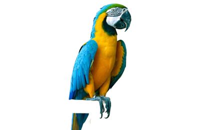 Ara