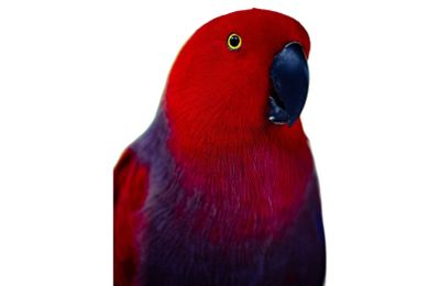 Eclectus