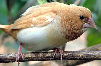 Moineau du Japon