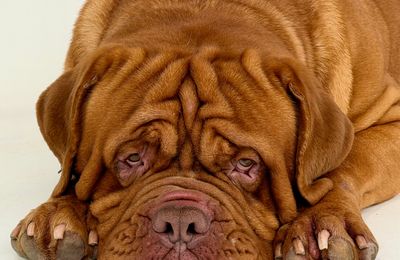 Dogue de Bordeaux