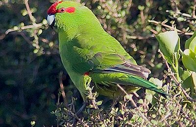 Kakariki
