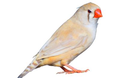 Mandarin