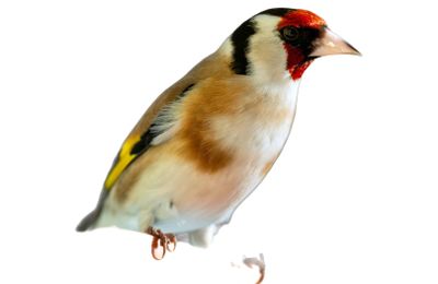 Chardonneret élégant