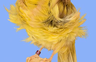 Canari de posture