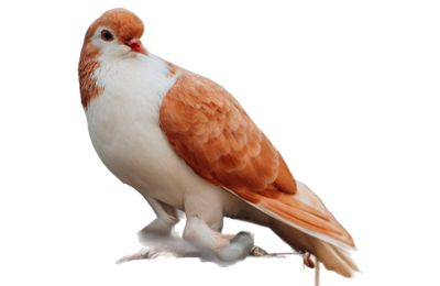 Pigeon domestique