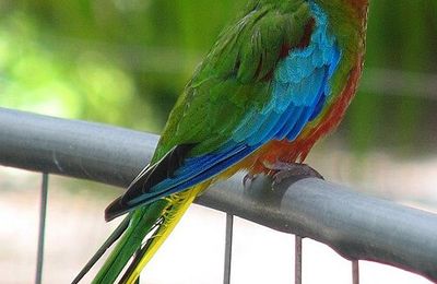 Perruche turquoisine