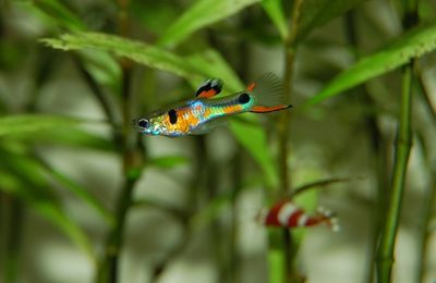 Guppy