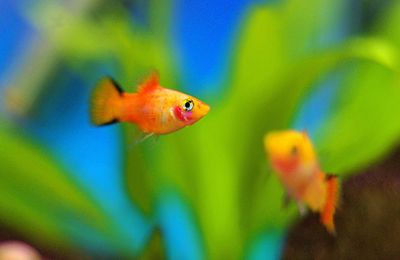 Platy