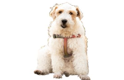 Fox Terrier