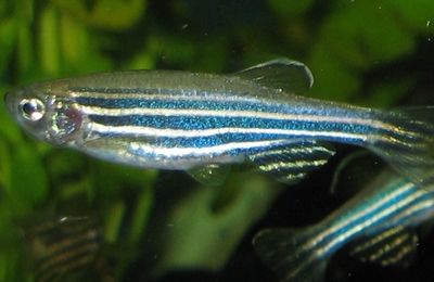 Danio rerio