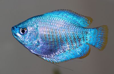Gourami nain