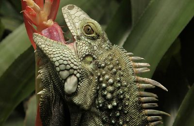 Iguane