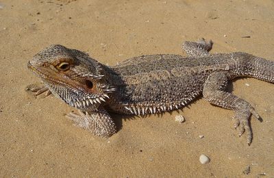 Lézard