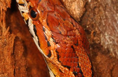 Serpent
