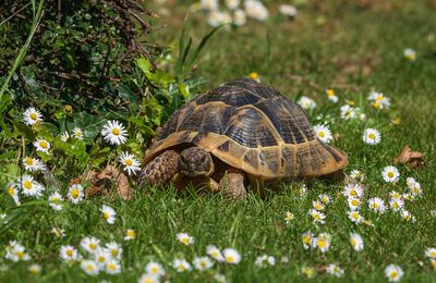 Tortue
