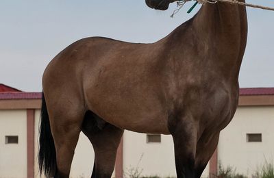 Akhal-Teke