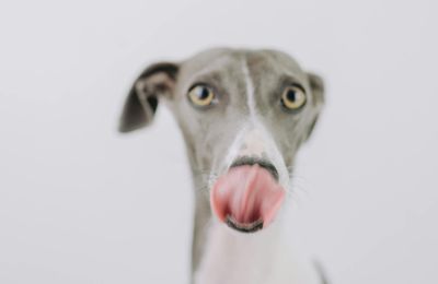 Greyhound