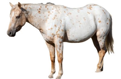 Appaloosa