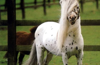 Falabella