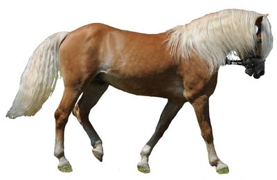 Haflinger