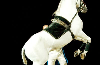Lipizzan