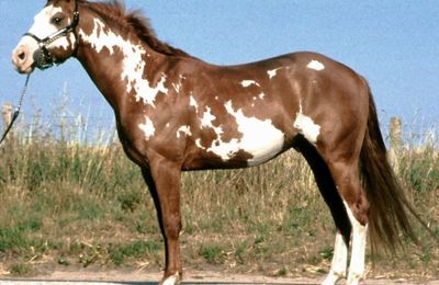 Paint Horse