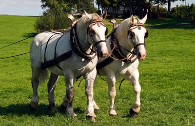 Percheron