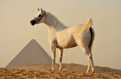 Pur-Sang Arabe